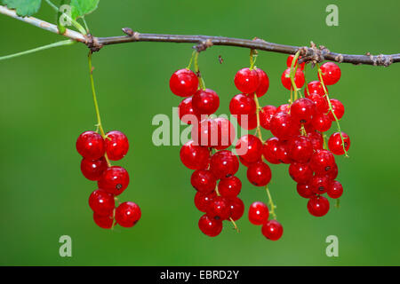 nördliche rote Johannisbeere (Ribes Rubrum), rote Johannisbeeren an einem Zweig, Deutschland Stockfoto