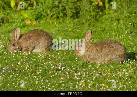 Europäischen Kaninchen (Oryctolagus Cuniculus), wilde Kaninchen in einer Daisy-Wiese in Norderney, Niedersachsen, Deutschland, Juni Stockfoto