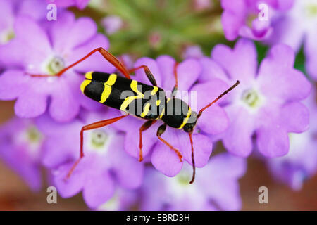 Wespe Käfer (Clytus Arietis), sitzen auf rosa Blüten, Deutschland Stockfoto