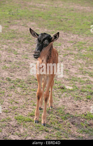 blaue Gnus, gestromt Gnu, weißen bärtigen Gnus (Connochaetes Taurinus), Juvenile, Tansania, Serengeti Nationalpark Stockfoto