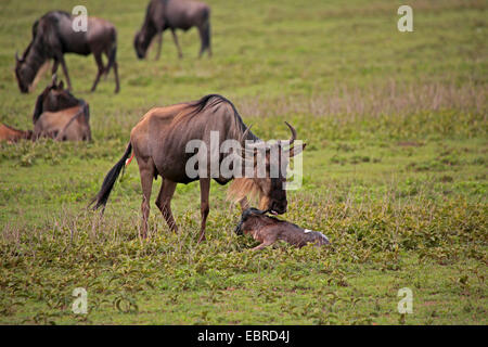 blaue Gnus, gestromt Gnu, weißen bärtigen Gnus (Connochaetes Taurinus), Mutter mit nur geboren, Tansania, Serengeti Nationalpark Stockfoto