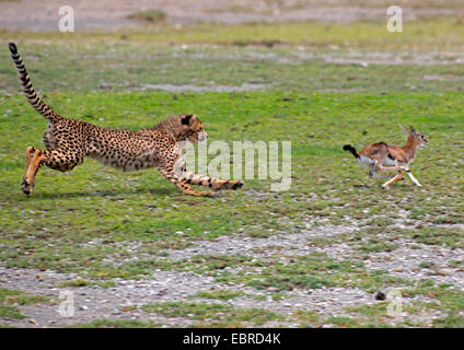 Gepard (Acinonyx Jubatus), junges Tier Jagd eine junge Gazelle, Tansania, Serengeti Nationalpark Stockfoto