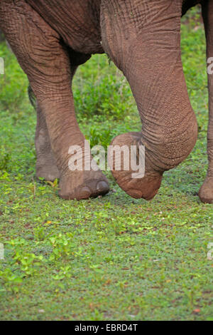 Afrikanischer Elefant (Loxodonta Africana), Füße ein Elefant, Tansania, Serengeti Nationalpark Stockfoto