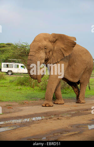 Afrikanischer Elefant (Loxodonta Africana), Stier Elefanten ohne Stoßzähne im Serengeti-Nationalpark Serengeti, Tansania, Stockfoto