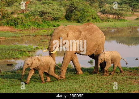 Afrikanischer Elefant (Loxodonta Africana), Kuh, Elefant mit zwei Kälbern am Wasserloch, Tansania, Serengeti Nationalpark Stockfoto