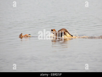 Gepard (Acinonyx Jubatus), junges Tier Jagd im Wasser, Tansania, Serengeti National Park Stockfoto