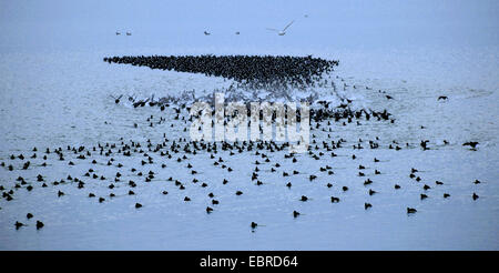 Blässhuhn (Fulica Atra) schwarz, strömen an einem See, fliegen, Deutschland Stockfoto