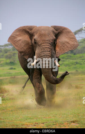 Afrikanischer Elefant (Loxodonta Africana), Stier Elefanten anzugreifen, Tansania, Serengeti Nationalpark Stockfoto