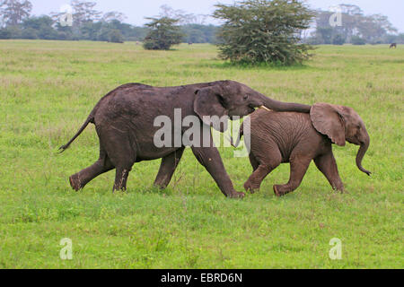 Afrikanischer Elefant (Loxodonta Africana), zwei spielende Kinder, Tansania, Serengeti Nationalpark Stockfoto