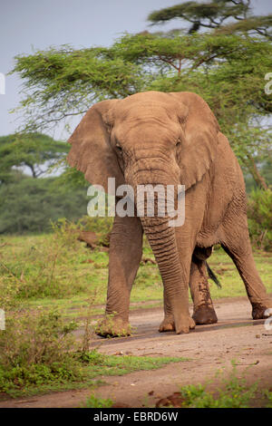 Afrikanischer Elefant (Loxodonta Africana), Stier Elefanten ohne Stoßzähne im Serengeti-Nationalpark Serengeti, Tansania, Stockfoto