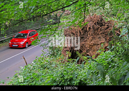 entwurzelte Baum an einem Hang über eine Straße nach Sturmtief Ela am 2014-06-09, Essen, Ruhrgebiet, Nordrhein-Westfalen, Deutschland Stockfoto