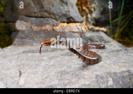 Katze-Schlange, europäische Katze Schlange (Telescopus Goldhahnenfuß), Erectet Katze Schlange stechen Zunge in und out und herumkrabbeln, Lykien, Dalyan, Mugla, Türkei Stockfoto