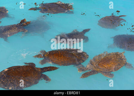 Afrikanische Softshell Schildkröte, Nil Softshell Schildkröte (Trionyx Triunguis), Softshell Schildkröten schwimmen in der Lagune von Dalaman, Lykien, Dalaman, Mugla, Türkei Stockfoto