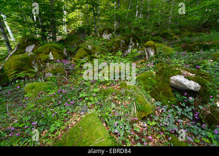 Moose und Alpenveilchen auf der Forestground, Frankreich, Korsika, Monte d Oro Stockfoto