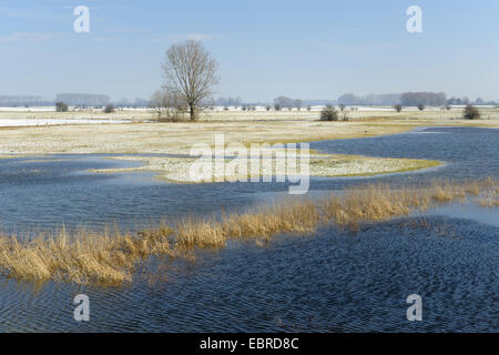 überflutete schneebedecktes Feld Landschaft des Niederrheins, Schenkenschanz, Niederrhein, Nordrhein-Westfalen, Deutschland Stockfoto