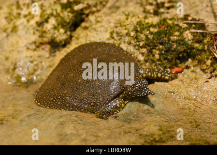 Afrikanische Softshell Schildkröte, Nil Softshell Schildkröte (Trionyx Triunguis), junge afrikanische Softshell Schildkröte Sonnenbädern am Ufer, Lykien, Dalyan, Mugla, Türkei Stockfoto