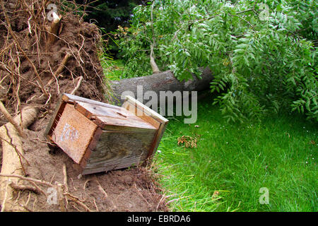 entwurzelte Esche mit Nistkasten, Sturmtief Ela am 2014-06-09, Essen, Ruhrgebiet, Nordrhein-Westfalen, Deutschland Stockfoto