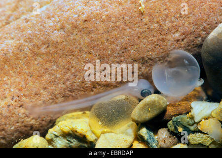 Huchen, Huchen (Hucho Hucho), Eigelb Sca Larve mit Eierschale auf Kieselsteinen, Deutschland Stockfoto