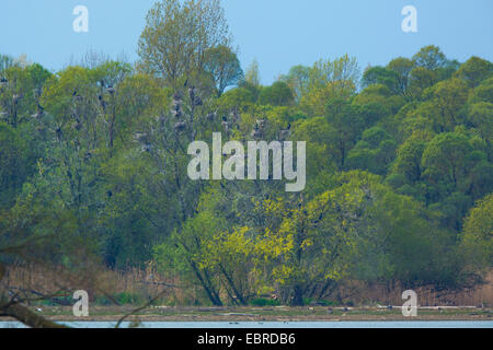 Kormoran (Phalacrocorax Carbo), Verschachtelung Kolonie in einem Überschwemmungsgebiet Wald, Deutschland, Bayern, See Chiemsee Stockfoto