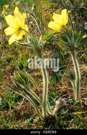 Alpine Anemone (Pulsatilla Alpina SSP. Apiifolia, Pulsatilla Apiifolia), blühen, Italien, Südtirol, Dolomiten Stockfoto