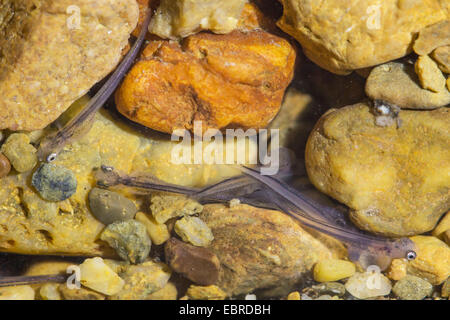 Äsche (Thymallus Thymallus), Dottersack Larven auf dem Boden, Deutschland Stockfoto