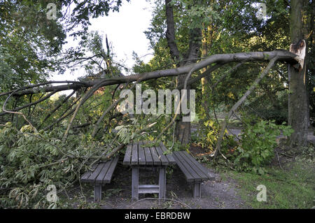 gebrochene Zweig auf Ruhe legen nach Sturmtief Ela, Deutschland, Nordrhein-Westfalen, Ruhrgebiet, Castrop-Rauxel Stockfoto