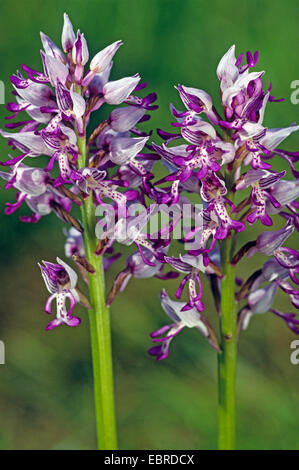 militärische Orchidee (Orchis Militaris), Blütenstände, Deutschland, Nordrhein-Westfalen, Eifel Stockfoto