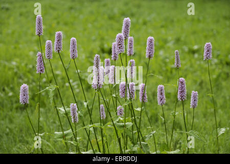 Gemeinsamen cm, Wiese cm (Polygonum Bistorta, Bistorta Officinalis, Bistorta major, Persicaria Bistorta), blühende Smartweed auf einer Wiese, Witten, Ruhrgebiet, Nordrhein-Westfalen, Deutschland Stockfoto