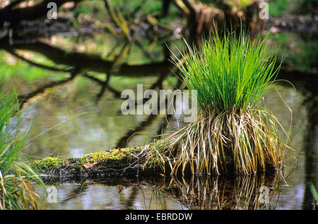 Segge auf einen umgestürzten Baum in einem kleinen Waldsee, Deutschland, North Rhine-Westphalia, Siegaue Stockfoto