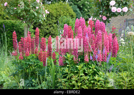 unten Lupine, n-leaved lupine, Garten-Lupine (Lupinus Polyphyllus), mit rosa Blüten in einem Vorgarten, Niederlande, Zeeland, Groede Stockfoto