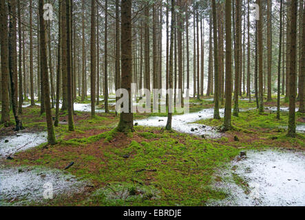 Fichte (Picea spec.), sehen in einem Fichtenwald mit moosigem Waldboden und ein wenig Neuschnee, Oberbayern, Oberbayern, Bayern, Deutschland Stockfoto