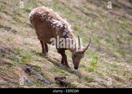 Alpensteinbock (Capra Ibex, Capra Ibex Ibex), Weiblich Feeds frische alpine Gräser an einem Hang, Winterfell, Schweiz, Toggenburg, Chaeserrugg Stockfoto