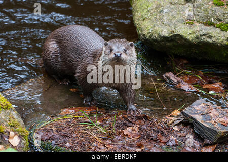 Europäischen Fischotter, europäischer Fischotter, eurasische Fischotter (Lutra Lutra), kommen aus dem Wasser am steinigen Ufer, Deutschland, Bayern, Nationalpark Bayerischer Wald Stockfoto