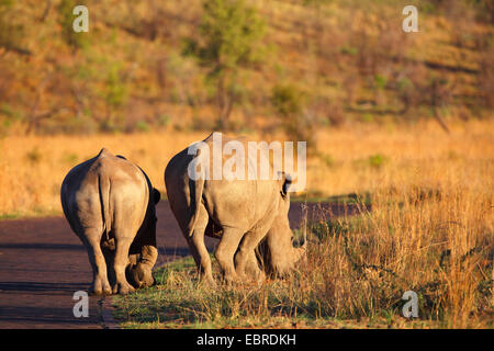 Weißes Nashorn, Quadrat-lippige Rhinoceros, grass Rhinoceros (Ceratotherium Simum), Weiden am Straßenrand, back View, Südafrika, North West Province, Pilanesberg Nationalpark Stockfoto