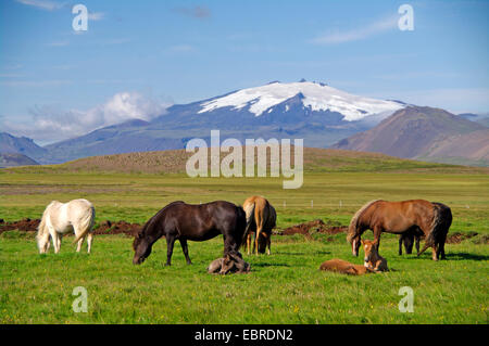 Isländisches Pferd, Islandpferd, Island Pony (Equus Przewalskii F. Caballus), Weiden, Island, Snaefellnes Stockfoto