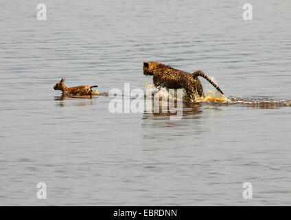 Gepard (Acinonyx Jubatus), junges Tier Jagd im Wasser, Tansania, Serengeti National Park Stockfoto