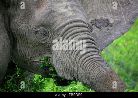 Afrikanischer Elefant (Loxodonta Africana), Porträt, Fütterung, Tansania, Serengeti Nationalpark Stockfoto