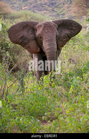 Afrikanischer Elefant (Loxodonta Africana), essen Elefanten, Tansania, Serengeti Nationalpark Stockfoto