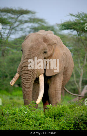 Afrikanischer Elefant (Loxodonta Africana), Elefantenbulle mit gebrochen aus Tusk, Tansania, Serengeti Nationalpark Stockfoto