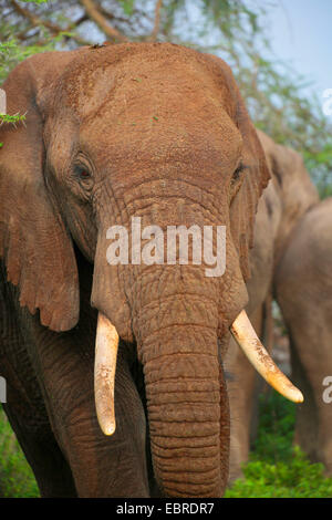 Afrikanischer Elefant (Loxodonta Africana), Portraet, Tansania, Serengeti Nationalpark Stockfoto