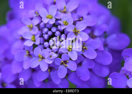 Globus Schleifenblume, umbellate Schleifenblume, gemeinsame Süßigkeiten-Büschel (Iberis Umbellata), Blütenstand Stockfoto