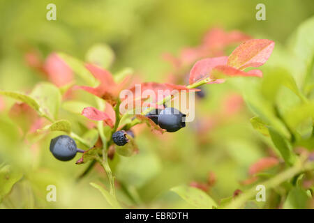 Zwerg, Heidelbeere, Heidelbeere, Huckleberry, niedrige Blaubeeren (Vaccinium Myrtillus), Reife Blaubeeren in Herbst, Deutschland, Bayern Stockfoto