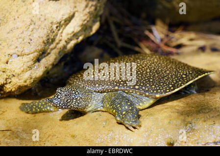 Afrikanische Softshell Schildkröte, Nil Softshell Schildkröte (Trionyx Triunguis), junge afrikanische Softshell Schildkröte Sonnenbädern am Ufer, Lykien, Dalyan, Mugla, Türkei Stockfoto