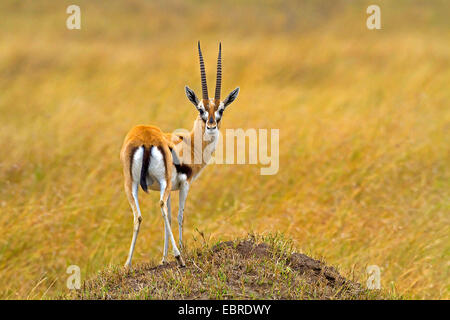 Grant es Gazelle (Gazella Granti), schaut sich um, Kenia, Masai Mara Nationalpark Stockfoto