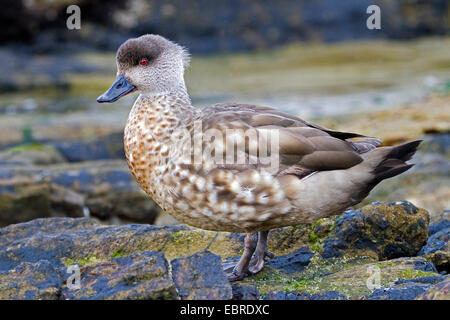 erklommene Ente (Lophonetta Specularoides, Anas Specularioides), auf den Felsen Küste, Antarktis, Falkland-Inseln Stockfoto