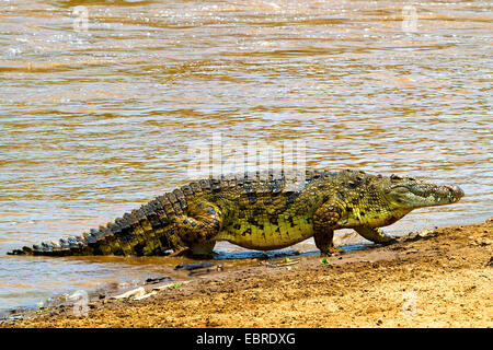 Nil-Krokodil (Crocodylus Niloticus), so dass Mara River, Kenia, Masai Mara Nationalpark Stockfoto