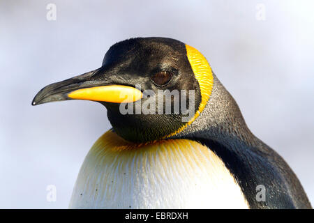 King Penguin (Aptenodytes Patagonicus), Porträt, Antarktis, Suedgeorgien Stockfoto