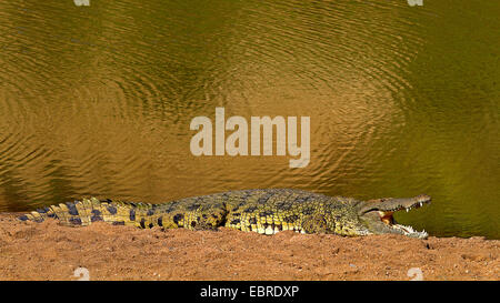 Nil-Krokodil (Crocodylus Niloticus), liegt am Ufer des Mara Flusses, Kenia, Masai Mara Nationalpark Stockfoto