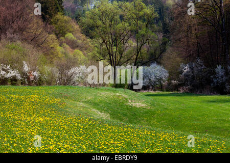 Wiese im Frühjahr, Deutschland, Rheinland-Pfalz, Eifel Stockfoto