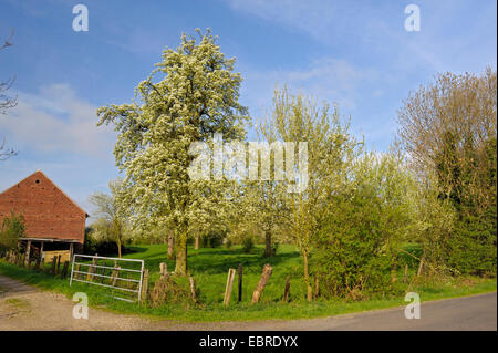 gemeinsamen Birne (Pyrus Communis), blühende Obstbäume auf einer Wiese Loehnen, Niederrhein, Nordrhein-Westfalen, Deutschland Stockfoto